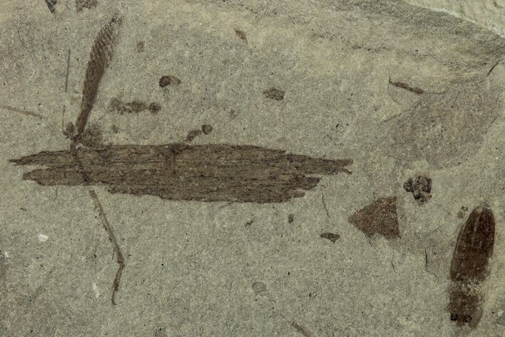 Detailed Fossil Beetle (Coleoptera) - Green River Formation #356687